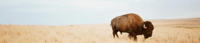 Bison photo by Bryce Olsen on Unsplash.com